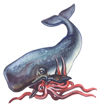 吃巨型乌贼的精子鲸鱼的例证