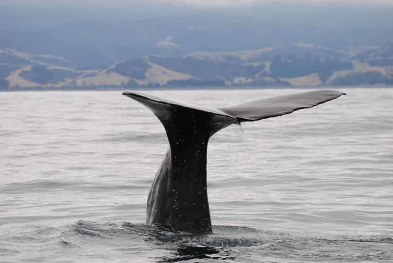 精子鲸与区域口音说话