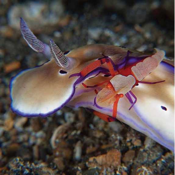 皇家虾和Nudibranch Mollusc互相帮助