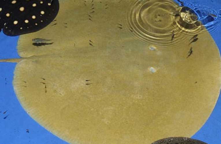 亚马逊发现了两种新的淡水黄貂鱼