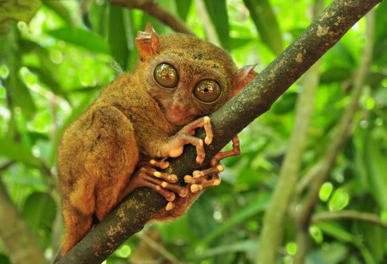 tarsier偷偷吱吱作响
