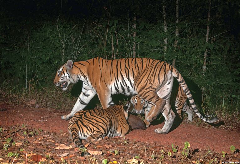 泰国老虎在野外生存和品种。
