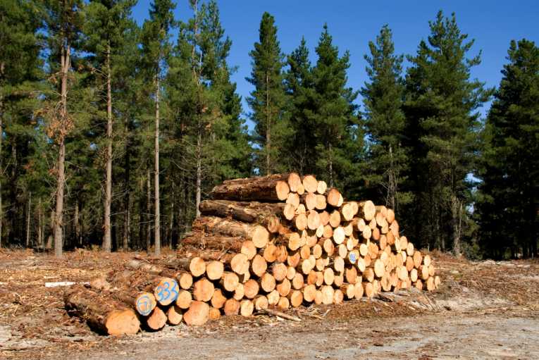 木材种植园不是森林