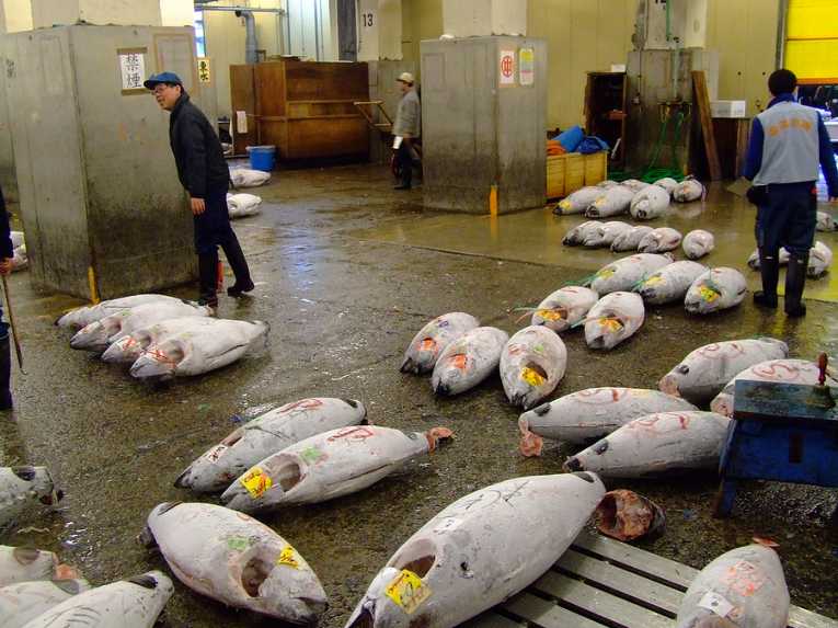 报告称，是时候颁布捕鱼禁令来保护受威胁的金枪鱼种群了