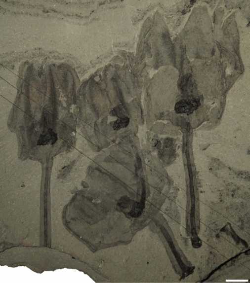 这四种动物的郁金香状外观在化石中很好地体现出来