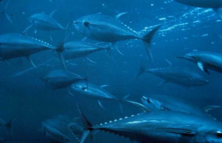 金枪鱼不足够危及物种保护