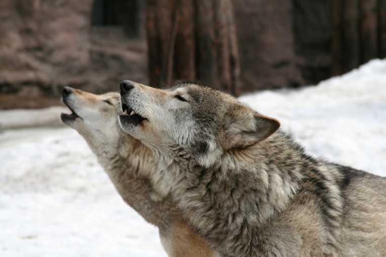 美国狼群将再次被猎杀