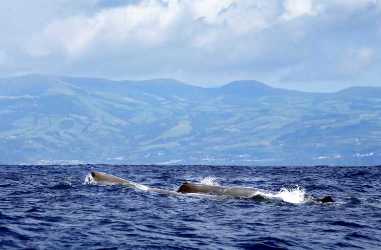 观看鲸鱼在新西兰凯库拉