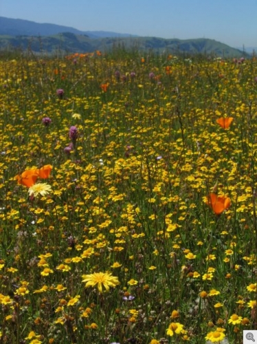 本地野花在加州蛇纹石草原上占主导地位，但来自欧洲和亚洲的侵入性草正在侵犯