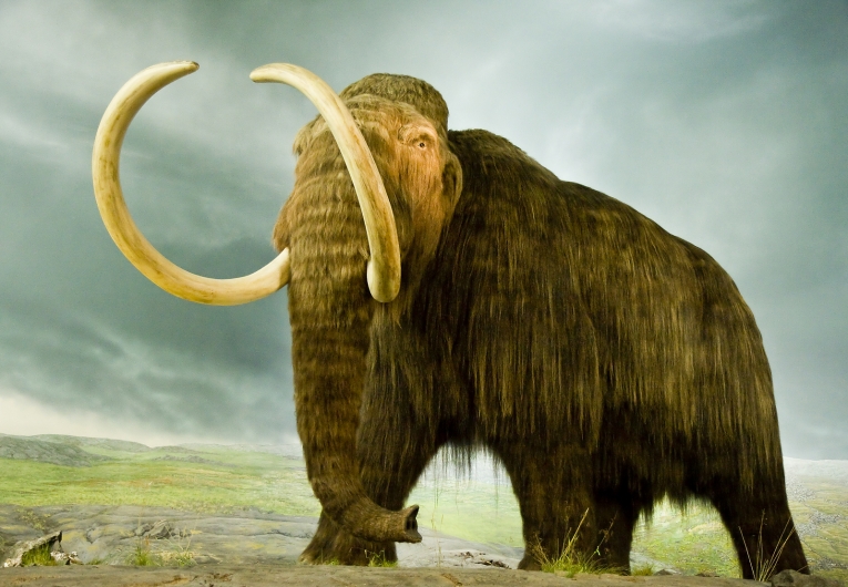 冰河时代大象 -  Mammuthus primigenius
