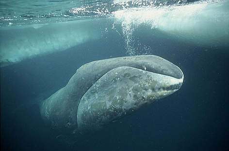 弓头鲸(神秘鲸)