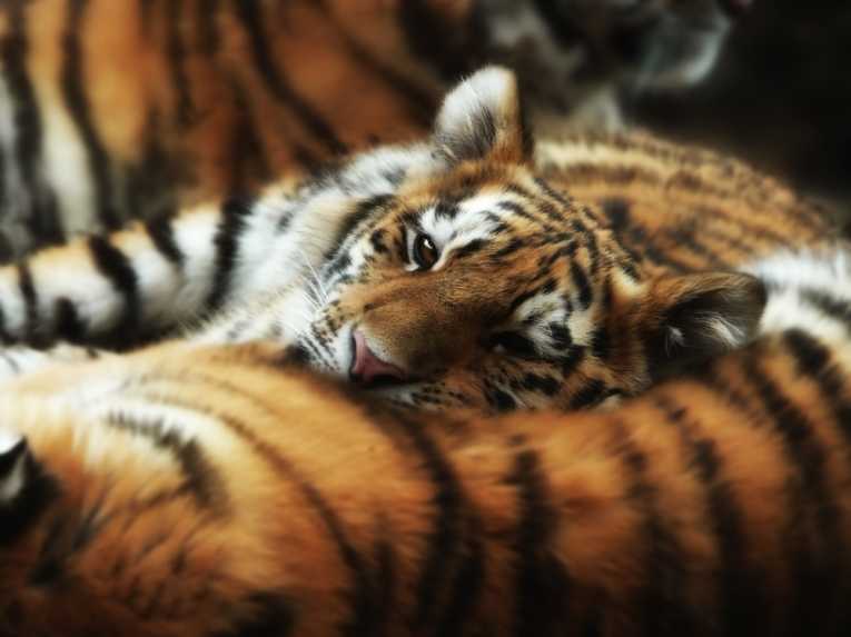 虎（Panthera Tigris）